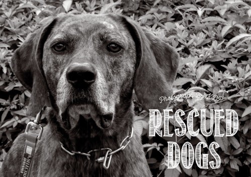 2017年カレンダ「KDP RESCUED DOGS」販売始めました。人に捨てられてしまい、やむを得ず殺処分されてしまう犬たちに新しい新しい家族を見つけるため、神奈川県動物保護センターから正式な承認を受け保護活動を行っていらっしゃる葉山国際村のボランティア団体です。一冊1000円で販売しております。 ※カレンダーの収益金は全て犬の保護活動に使われます。